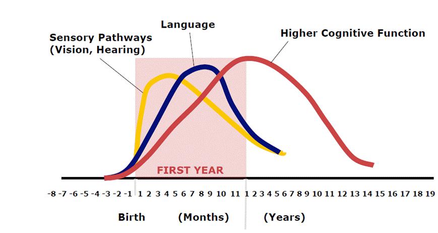 48 Figur 18 Hjärnans utveckling under barndomen och de kritiska perioderna för syn och hörsel, tal och språkutveckling samt högre kognitiva funktioner. (Shonkoff et al.