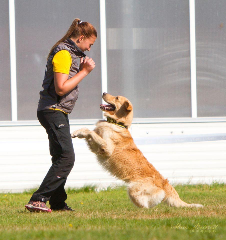 Jennifer Nilsson Seasymphony Hot Shot - Nero Ras: Golden retriever Ålder: 3 år Tävlar för: Karlstad Brukshundklubb Neros största styrka när det gäller träning och tävling är att han tar sitt arbete