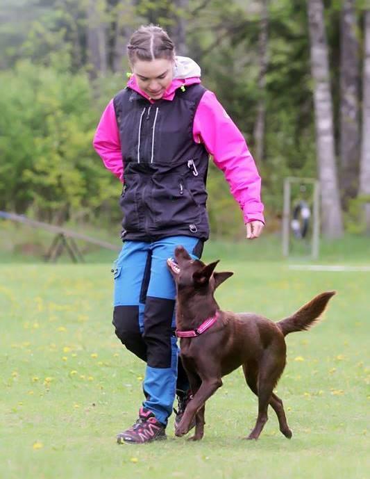 Elin Larsson Meabbies Bouncing Juno Juno Ras: Australian kelpie Ålder: 2,5 år Tävlar i: Snart elitklass (har 1:a pris i klass 3) Tävlar för: Göteborg-Mölndals Brukshundklubb Att