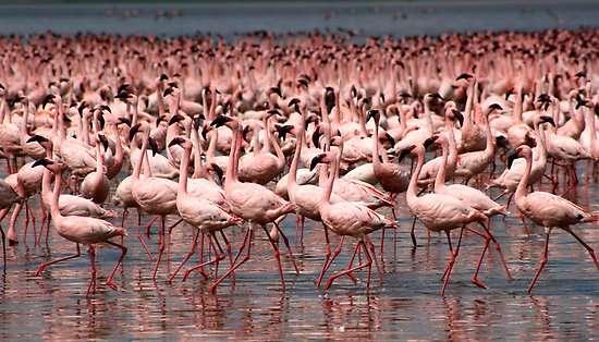 Dag 4 Nairobi - Lake Nakuru: Game drive Ni hämtas på hotellet efter Vid Lake Nakuru samlas enorma mängder flamingos frukost och körs västerut till er lodge som ligger i den vackra nationalparken Lake