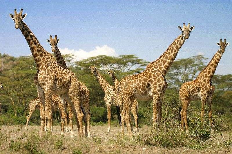 Giraffer i Masai Mara nationalpark kon-tiki resor Roslagsgatan 58, 113 54