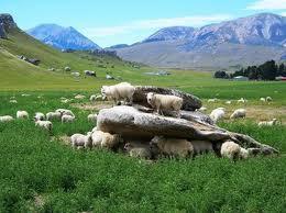 Lö 26/1 (Australiens nationaldag) HAMNER SPRINGS - CHRISTCHURCH Vi börjar med ett skogsbesök och upplevelse av alpin urskog.