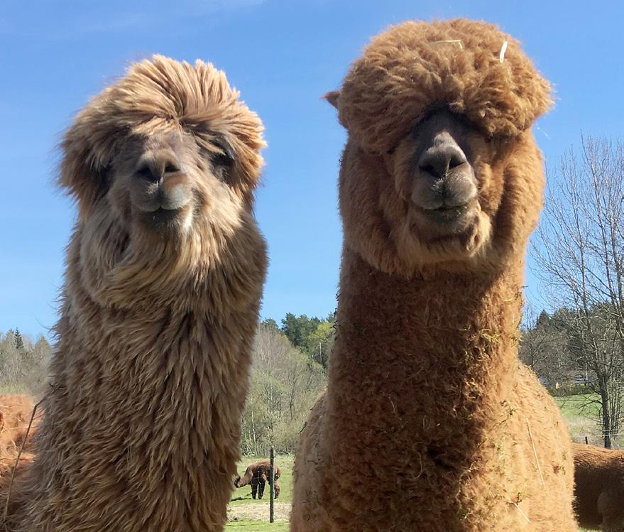 Alpaca & Friends European Fleece Show Skåne