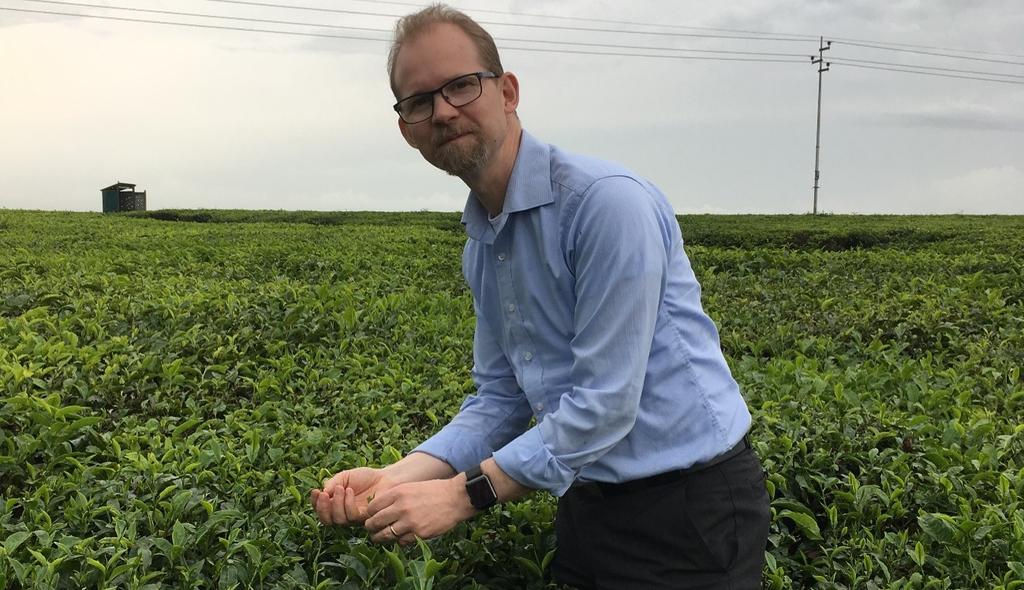 Vd Joakim Byström på en av Unilevers teplantager i Östafrika. För att torka tebladen används eukalyptusved från enorma plantager vilka torkar ut och förgiftar marken.