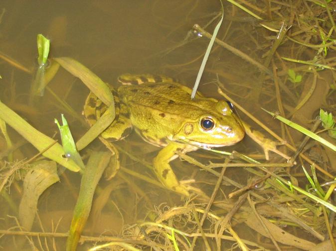 Inom avrinningsområdet är känt totalt åtta arter av groddjur: Art Känd förekomst inom avrinningsområdet Miljökrav Större vattensalamander Triturus cristatus Allmän Känslig. Permanenta fiskfria dammar.