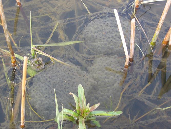 Åkergroda Rana arvalis Allmän Permanenta helst fiskfria dammar. Ätlig groda Rana esculenta Allmän Tålig. Alla typer av dammar, även sjöar. Vanlig padda Bufo bufo Allmän Tålig.