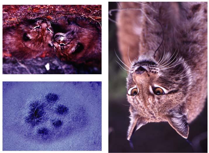 Lodjursstammen i Sverige 1994 2004 En utvärdering av enteringsresultat och metoder The lynx population in Sweden 1994 2004 An evaluation of census data