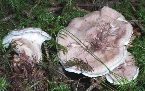 RAPPORT NR 6/2005 Nitare (2000) är de undersökta mykorrhizabildande marksvamparna mer eller mindre knutna till äldre barrskogar med kontinuitet som trädbärande mark.