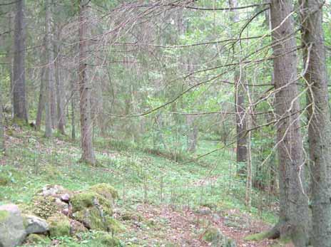 RAPPORT NR 6/2005 Inledning Många av de privatägda skogsfastigheterna i södra Sverige har under historisk tid brukats småskaligt genom till exempel plockhuggning och skogsbete.
