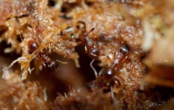 Figur 5. Rödmyror Myrmica spp. Den tredje vanligaste gruppen myror är slavmyrorna, också kallade svartmyror (Formica spp. slavmyror) (tabell 1 och 3).
