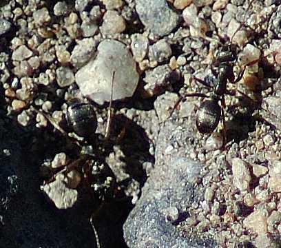 Slavmyror utnyttjas både som slavar av andra slavhållande myrarteroch deras bon invaderas av drottningar från andra myrarter vilka startar nya kolonier (s.k. temporär parasitism, Douwes 2012a).