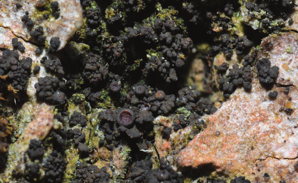 Lavbulletinen 2-2016 Fig. 4.Rosettgelélav Scytinium fragrans på en bok. Foto: U. Arup. S. leucopoda liten parasitspik.