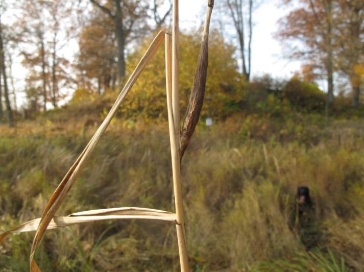 Vassarnas biologiska mångfald är förutom fågellivet föga studerat men man känner till åtskilliga arter som är beroende av vassen som livsmiljö eller näringskälla.