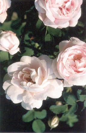 Þyrnirós - Rosa pimpinellifolia Staffa Nr.
