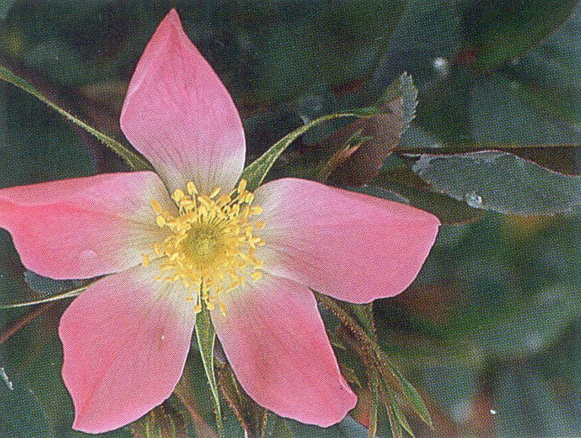 Rauðblaðarós - Rosa glauca x rubignifolia 'Carmenetta' Nr.