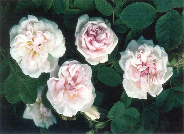 Rosa rubignosa (alba) 'Mannings Blush' Nr.