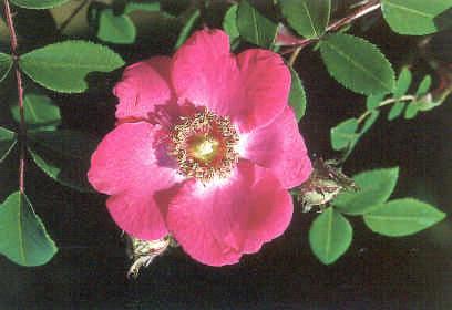 Hjónarós Rosa sweginzowii 'Macrocarpa' Nr.