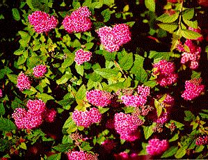 Rósakvistur - Spiraea japonica Lilly Nr. 28 Växt: Härdig och tätväxande. Höjd ca 70-80 cm, bredd 60-70 cm.