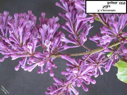 Fagursýrena - Syringa x prestoniae Nike' Nr. 29 NIKE 1970 SINGLE VIOLET Exquisite dark violet florets with a hint of lavender.