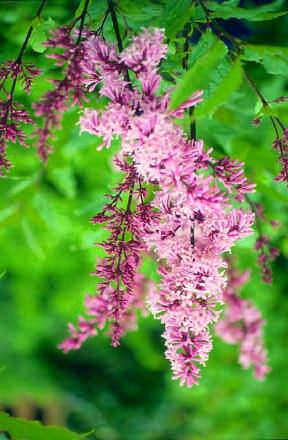 Sýrena - Syringa x henryi 'Julia' Nr. 30 Blóm ljósrauð í júni/júlí, Stórir blómklasar, t.o.m 30 cm langir og 15-20 cm breiðir.