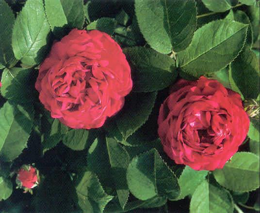 Rosa damascena bifera 'Rosa de Rescht Nr.