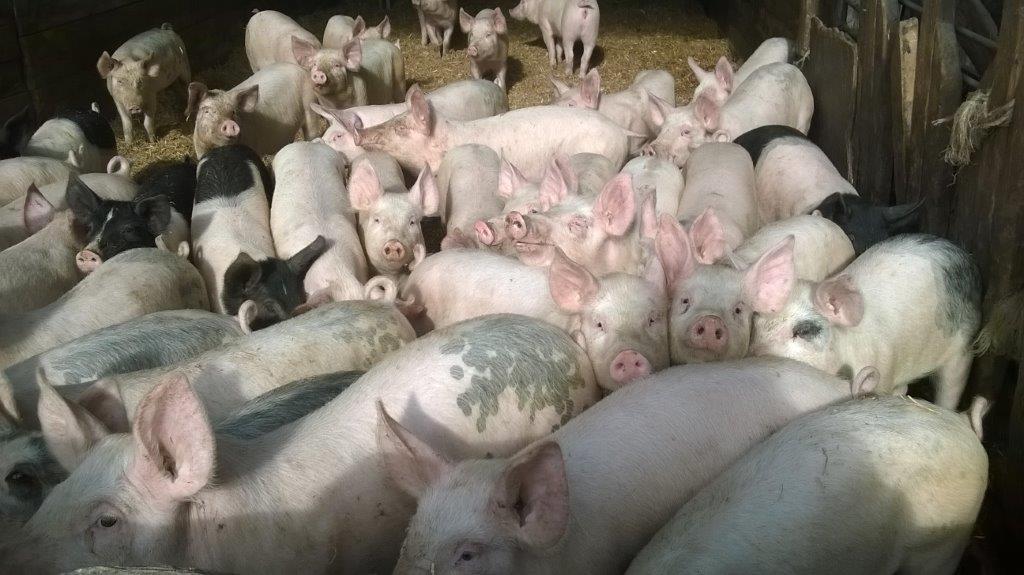 Kontroll av restsubstanser i levande djur och animaliska livsmedel Resultat 2016 Karin Neil Persson, Bitte