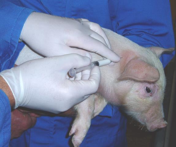 Läkemedelsanvändning Sverige har en restriktiv användning av läkemedel till djur. De flesta läkemedel till livsmedelsproducerande djur måste förskrivas av veterinär.