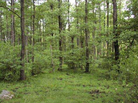 Åldern på skogen är ca 80 år och utgörs av en igenväxt fäladsmark. Naturvårdsanpassat skogsbruk.