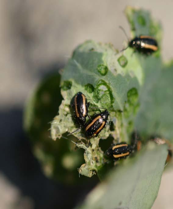 Vågrandig jordloppa Phyllotreta undulata En generation per år Övervintrar