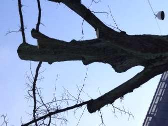 Toppkapning jmf kronreduktion 2.183 toppkapning stympning avlägsnande av större stam eller gren till en förutbestämd höjd utan hänsyn till trädets kronvolym och struktur ANM.