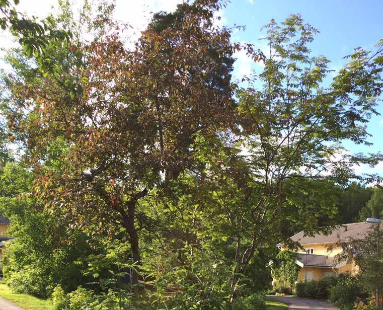 Malus Purpurapel-Gruppen, gård två prydnadsapel Stamma gärna upp det exemplar som finns på gård 2.