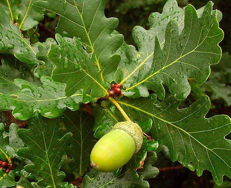 Quercus robur ek Ädellövträd som prioriteras i naturmarken.