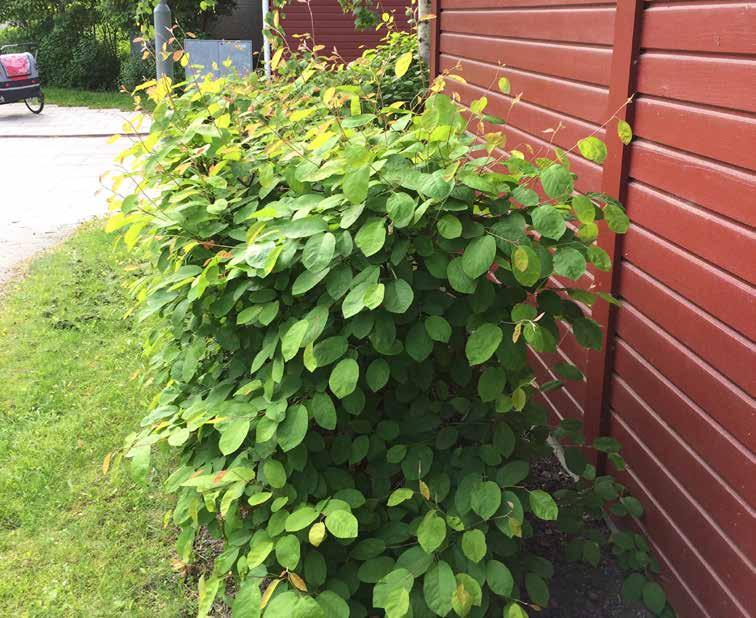 Amelanchier sp. häggmispel En buske som både fungerar som friväxande buske och högre klippt häck.