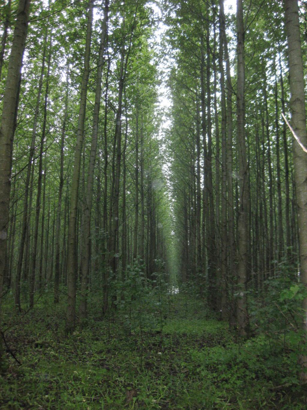 En studie av produktionen i praktiska poppelplanteringar i södra Sverige Poppelplantering, Knutstorp Skåne.