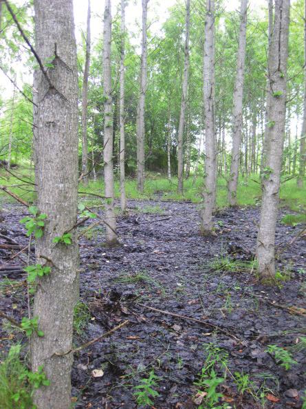bestånd 1 (Skåne)
