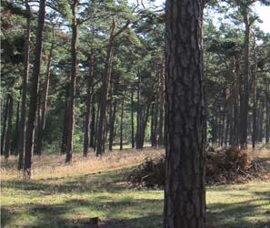 Uggle- S Öja mosse Duvstigen Rådjursstigen Skarpskyttevägen Ystad Sandskogs naturreservat Jaktstigen Ryssvägen Badstigen Björkstigen Bredasten Björkstigen Vilhelmslund Planen bör säkerställa att den