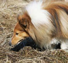 Spår Att hundens främsta sinne är deras luktsinne visste du nog redan. Alla hundar använder i första hand sin nos för att undersöka omgivningen.