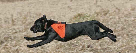 Hunden skulle springa mellan olika militära posteringar och bära med sig meddelande, ammunition eller sjukvårdsartiklar till exempel. Men när radion utvecklades behövdes inte längre rapporthundarna.