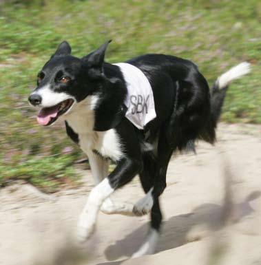 Lika viktigt som att springa snabbt och rätt, är det att hunden kan vara lugn och tyst när det behövs. Först när hunden snabbt och säkert springer mellan sina två förare kan avståndet utökas.