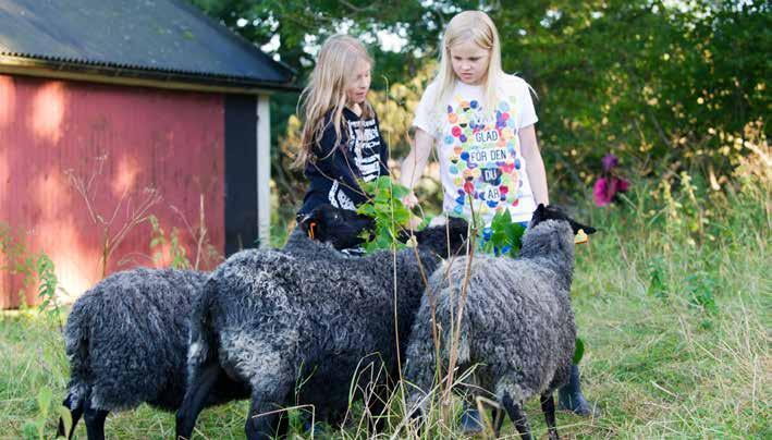 Hur många ägg hittar vi hos hönsen idag? En liten kanin dyker nyfiket upp och nosar på maskrosbladet. Plötsligt skuttar fem kaniner till fram och vill smaka.