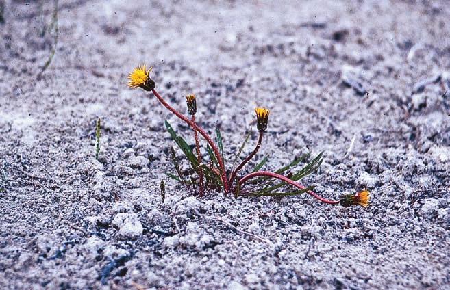 från de övriga arterna har en nordlig utbredning. Jämtland, Rödön: Vikekärret 1991. Foto: Bengt Petterson. Figur 9. Västgötamaskros Taraxacum vestrogothicum.
