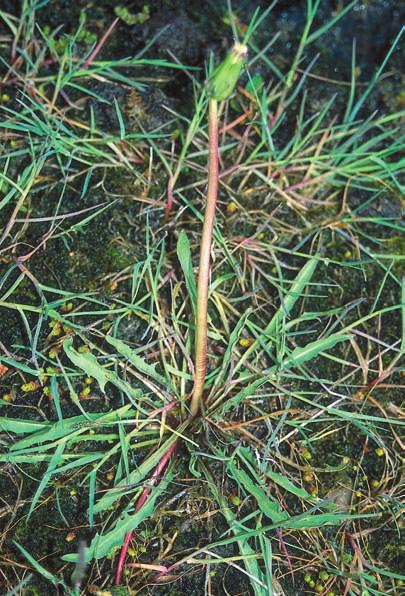 RYDBERG Figur 10. Sankmaskros Taraxacum pseudosuecicum. Bladen är lansettlika till tungformade, i regel tandade med någon enstaka flik som böjer sig nedåt.