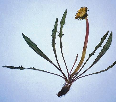 STRANDMASKROSOR Figur 11. Sydmaskros Taraxacum austrinum. Denna sydsvenska raritet är typisk genom de regelbundet flikiga, smala bladen med sina rätt utstående, i spetsen något nedböjda flikar.