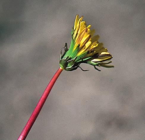 RYDBERG Figur 13. Langes maskros Taraxacum langeanum. Lägg märke till de djupt flikade bladen med sina nedåtriktade sidoflikar, vilka kan vara litet tandade. Gotland, Othem: Filehajdar 2001.