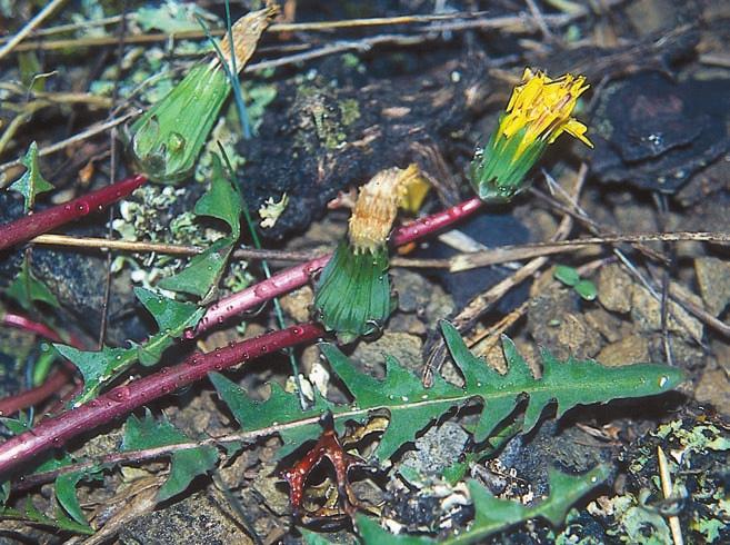 Utanför Sverige växer den även på strandängar och andra betade fuktängar, längre söderut även på rena torvmarker. Arten är rödlistad (CR) och nationellt fridlyst.