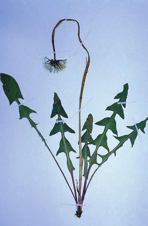 STRANDMASKROSOR Figur 15. Sumpmaskros Taraxacum intercedens. De nedliggande bladen med sina triangulära, rätt utstående flikar är typiska för denna art, som senare får rödaktiga frukter.