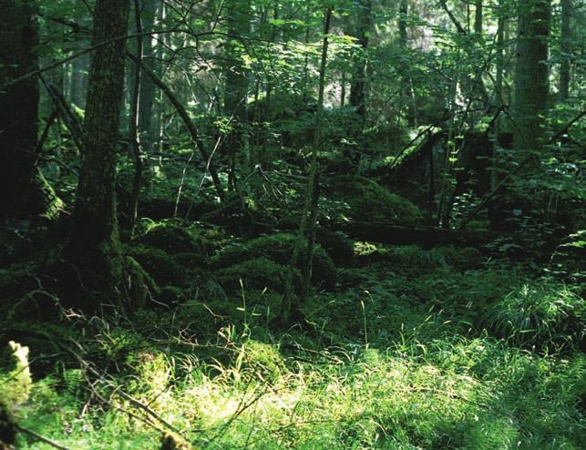 I östra Uppland växer skogskornet ofta i storblockiga morän marker, här i Pansaruddens natur reservat, Bladåkers sn. Foto: Ebbe Zachrisson.