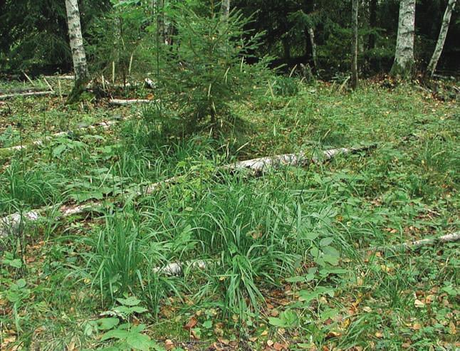 BERGSTRÖM m.fl. På vissa lokaler har spridning skett från moränmark ut på före detta åkermark. Pansarudden, Bladåkers sn. Foto: Magnus Bergström.