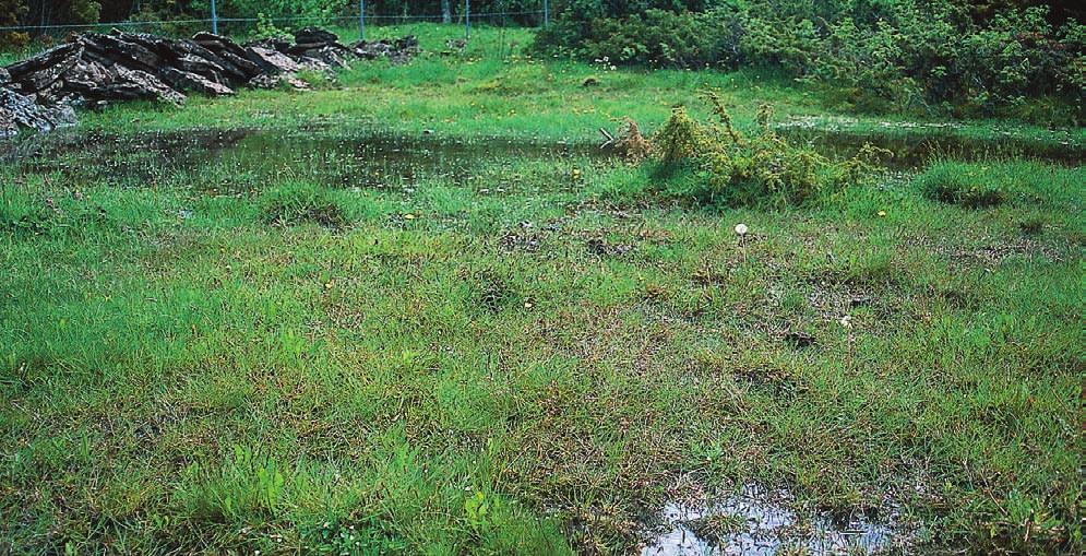 RYDBERG De svenska strandmaskrosorna Strandmaskrosorna är en hotad grupp maskrosor med alldeles speciella och höga krav på sin livsmiljö.