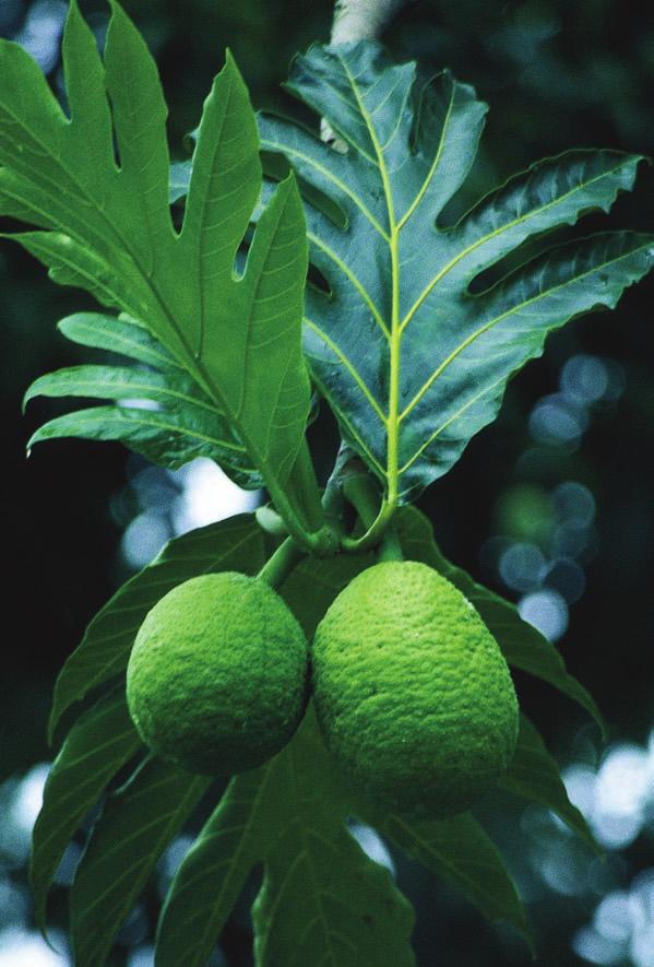 ENGSTRAND & WIDÉN Brödfruktträdet Artocarpus altilis har alltid varit viktigt för folk i tropiska länder. Frukten består till drygt en fjärdedel av kolhydrater. St. Vincent.